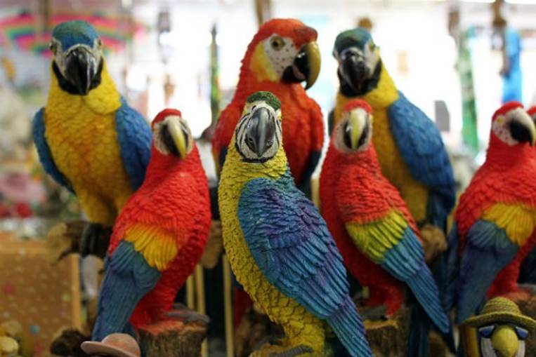According to Australian Geographic, escaped pet birds, such as parrots, that mimic human noises and words often teach these sounds to other wild birds. How cool is that?