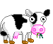  chewing cow   animation