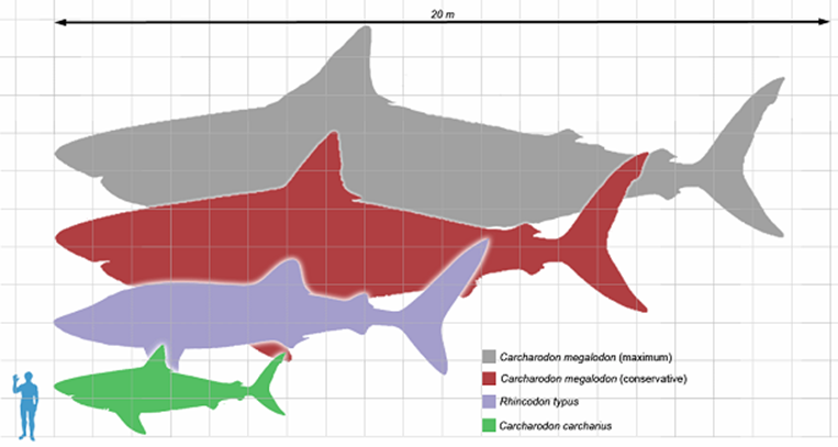 Megalodon comparison
