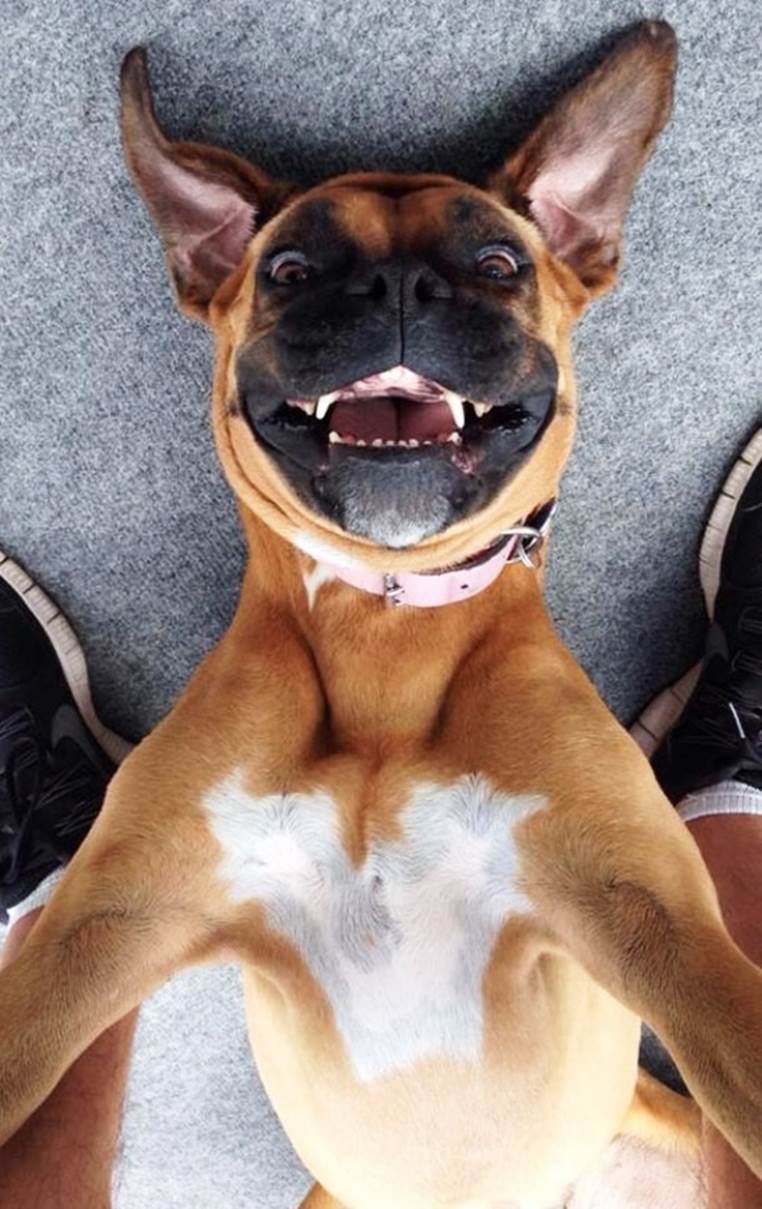 dog acting silly