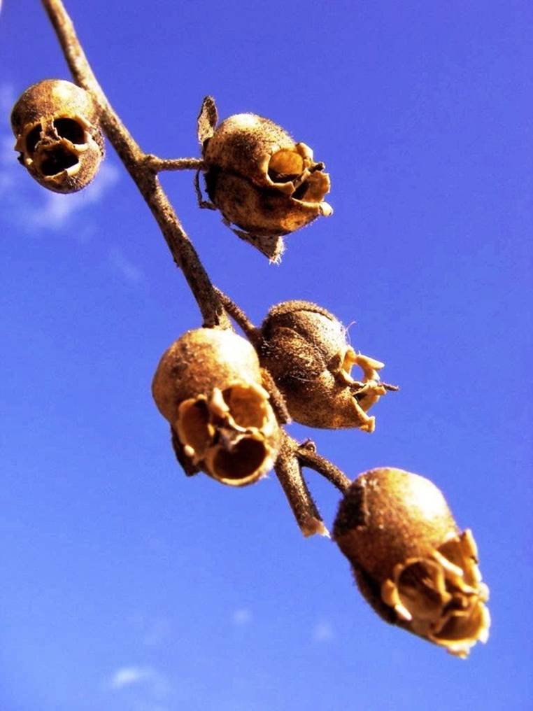 skull plant