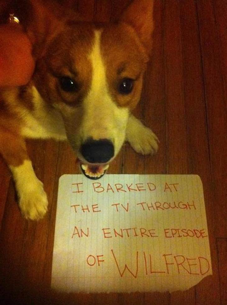 Dog Shaming Sign Barking