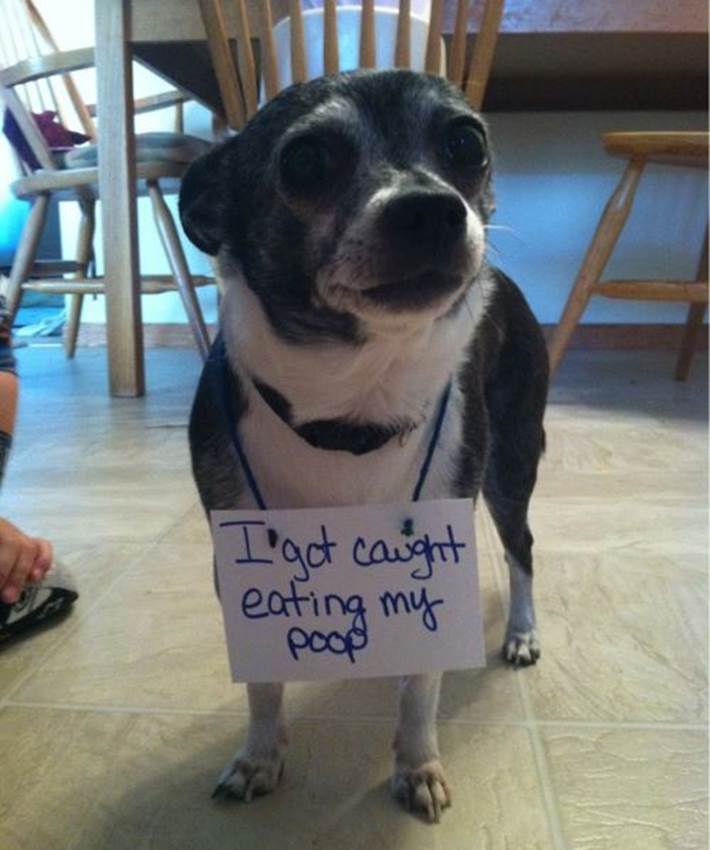Dogs Shaming For Eating Poop