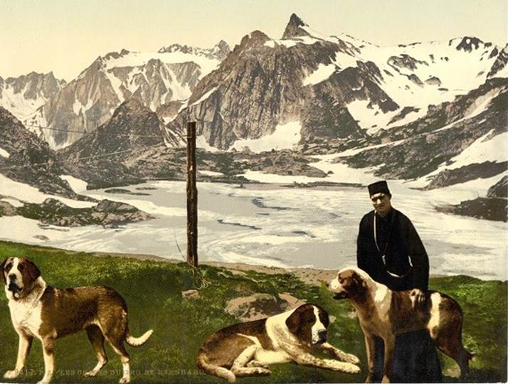 St._Bernard_dogs,_Valais,_Alps_of,_Switzerland