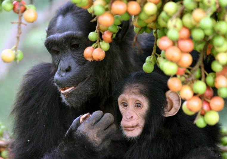 Various experiments have shown that chimps will help both unrelated chimps and even humans reach an object out of their grasp when no reward is offered. Looking for unconditional love anyone? 