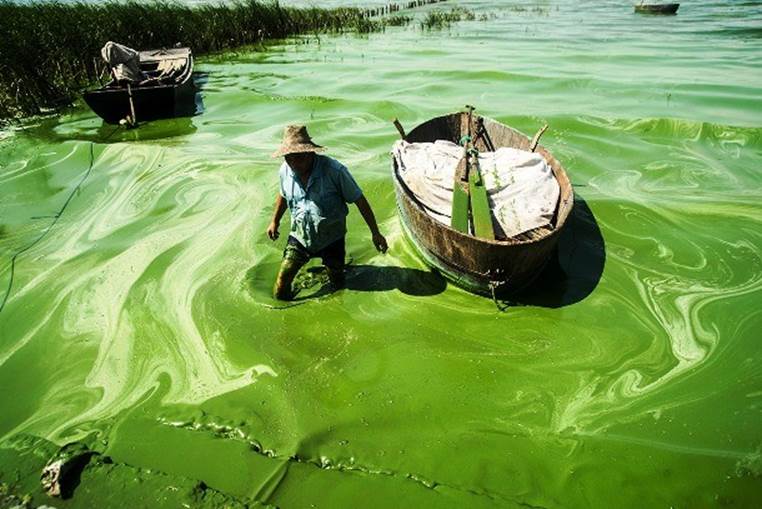 lake covered with green algae in the Anhui Province