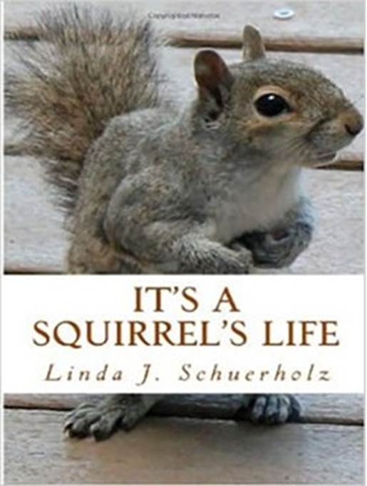 It's A Squirrel's Life