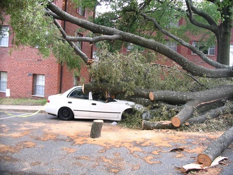 Barcroft_4200_Columbia_Pike_Car_Damaged_by_Tree