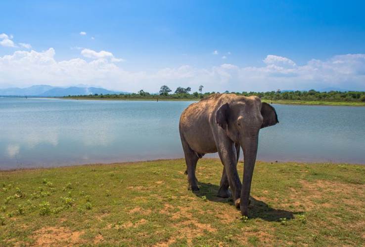 An elephant on the waterfront in Sri Lanka