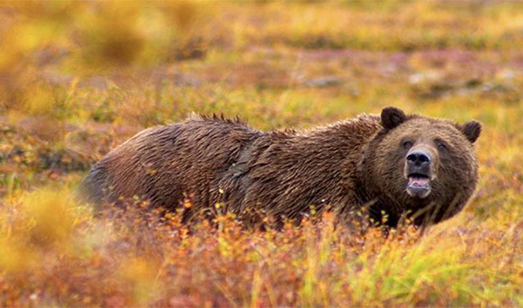 Admiralty Island in Alaska is half the size of Yellowstone Park but with twice the number of grizzly bears. Early Russian explorers named the island Ostrov Kutsnoi, which translates to 