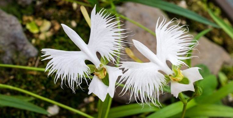 White Egret flower