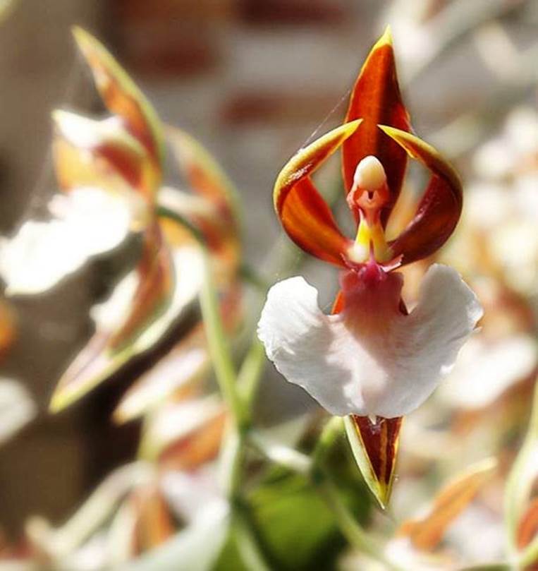 Ballerina orchid