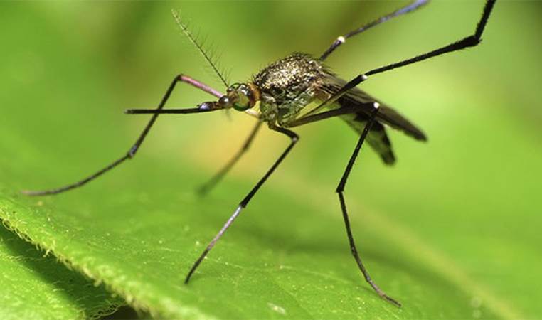 Only female mosquitos drink blood, males are vegetarian