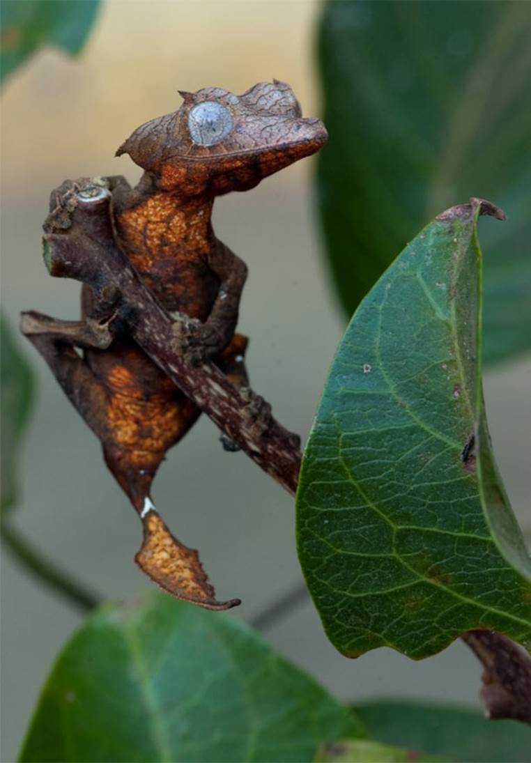 leaf tailed Gecko