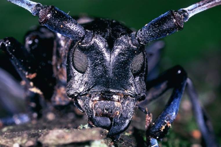 The Asian Long-horned Beetle