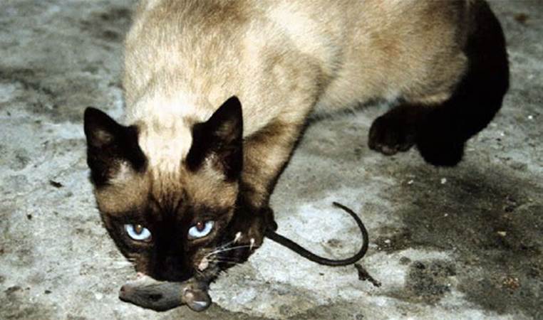 When cats bring dead animals back to their humans, they are 