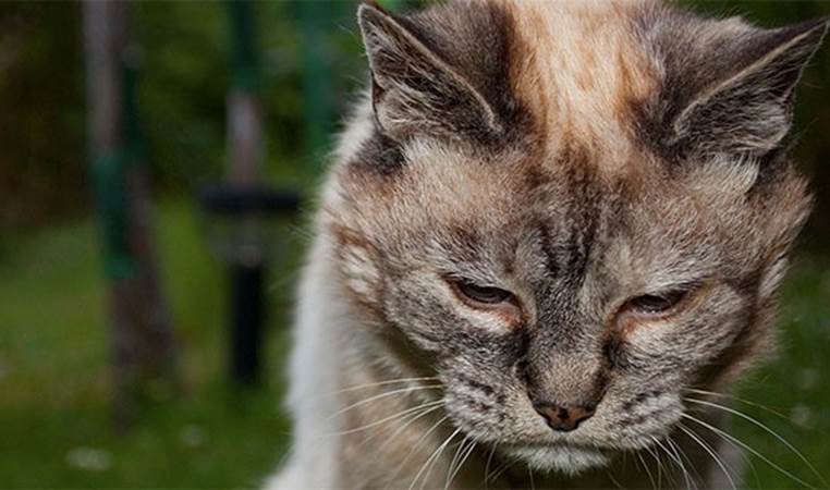 Old cats meow more because they have Alzheimers
