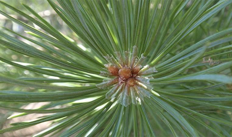 Using pine needles to brew tea has been show to be a good source of vitamin C (by the Soviets during the siege of Leningrad). It has also been said to prevent scurvy