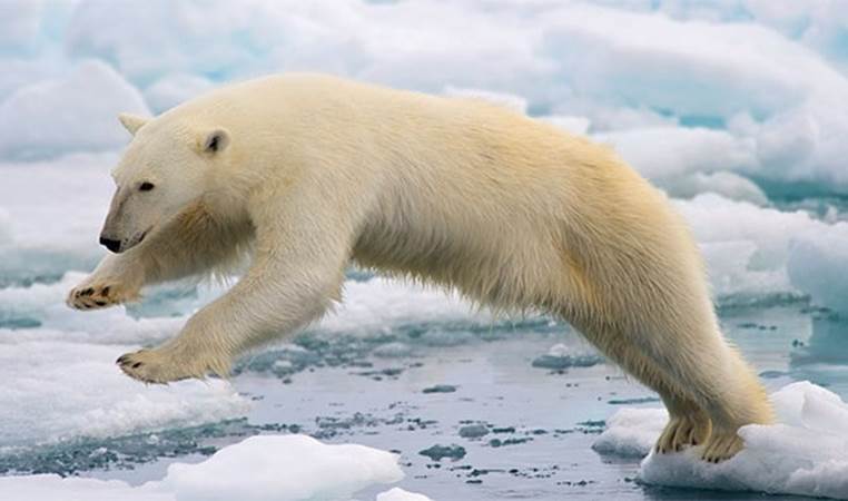Because of its extremely high levels of vitamin A, consuming a polar bear liver would surely kill you. Eskimos usually bury the liver after a hunt to keep their dogs from eating it