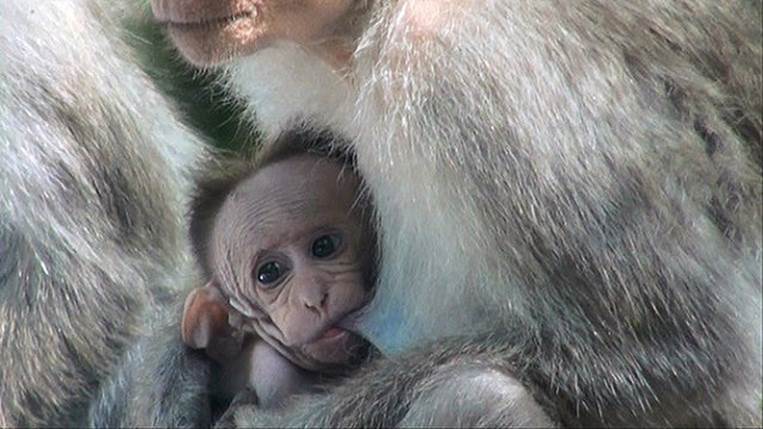 Bonnet_Macaque_Mother_Breastfeeding_Baby_Macaque
