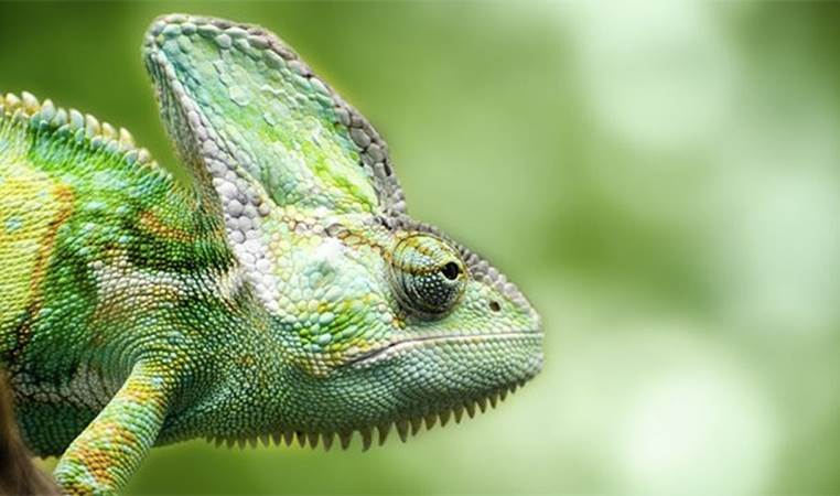 Chameleons camouflage themselves to match their environment