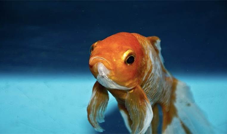 Goldfish have an 8 second memory span