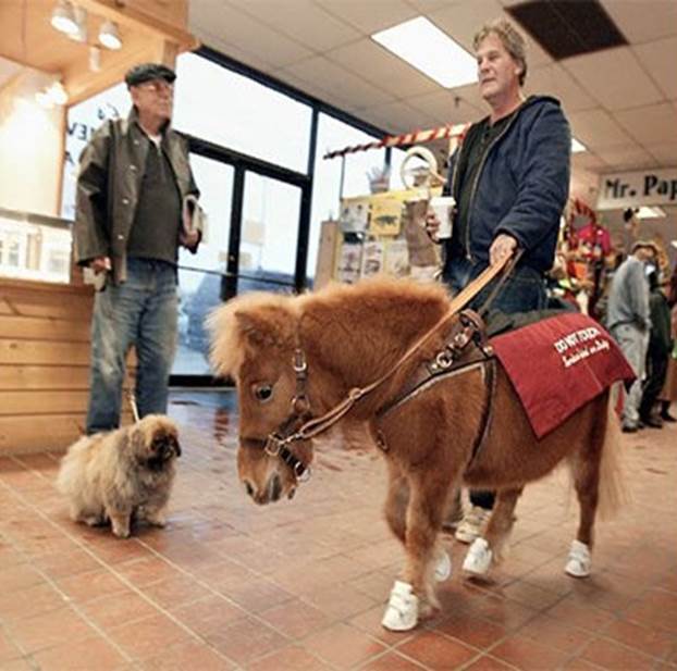 If a blind person is afraid of dogs, or allergic to them, then he or she can be issued a guide horse!