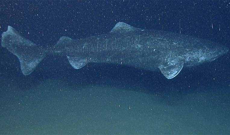 Greenland sharks eat polar bears and can live to be 200
