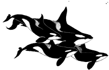 pop of killer whales animations