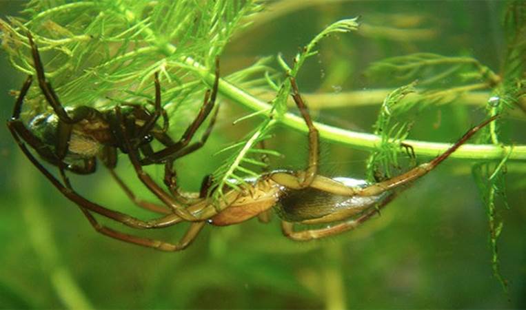 You think swimming will save you from a spider attack? Wrong! Some species can swim and even breathe under water!