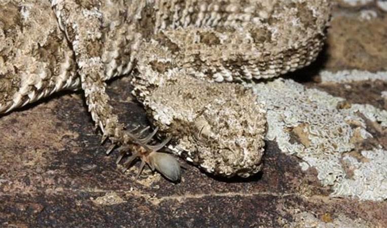 The spider tailed horned viper has a fake spider at the tip of its tail!