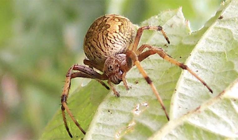 Orb spiders mummify their prey before killing it