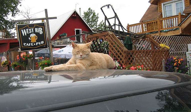 For 15 years, the town of Talkeetna had a cat as its mayor. The cat's name was Stubbs.
