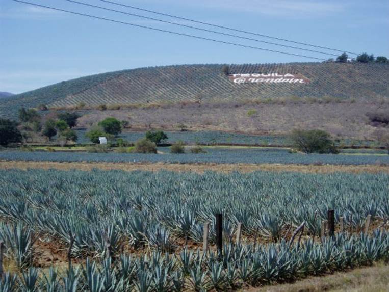 Tequila is Mexico’s most famous drink by far. It is made from the agave plant and much of it is produced in the Mexican city of the same name.