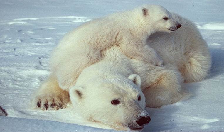 All polar bears alive today can trace their ancestry back to one brown bear that lived in Ireland 50,000 years ago