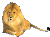 lion   animations