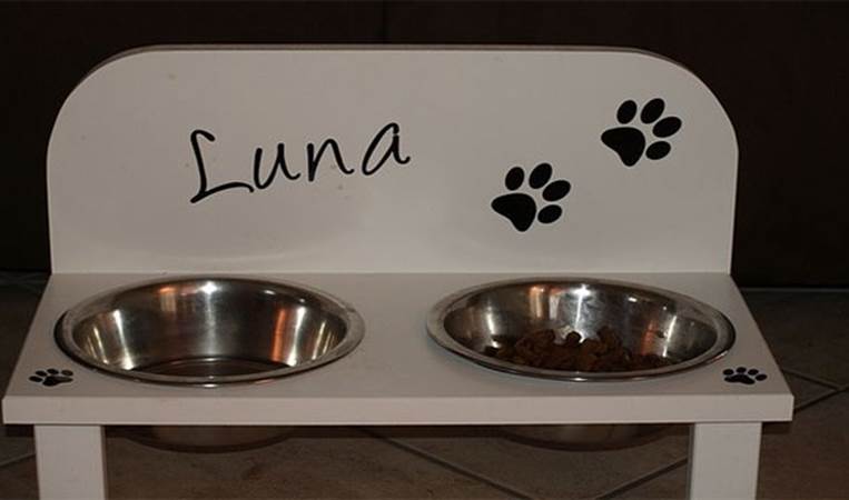 Domestic cats will try not to drink from a water bowl that is next to their food. This is because in the wild, water next to their kill could be contaminated