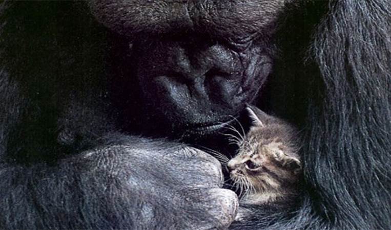 Koko the gorilla got a pet cat for her birthday in 1985 after she requested to have one as a birthday present