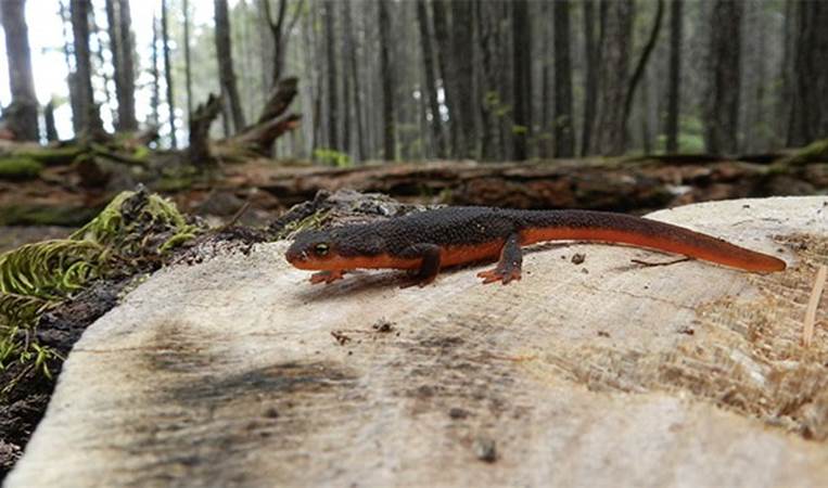 The rough skinned newt is the most poisonous animal in the Americas. It's venom is 10,000 times more poisonous than cyanide