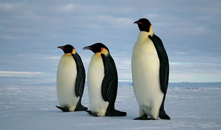 Emperor penguins have a gland behind their ears that converts salt water to fresh water