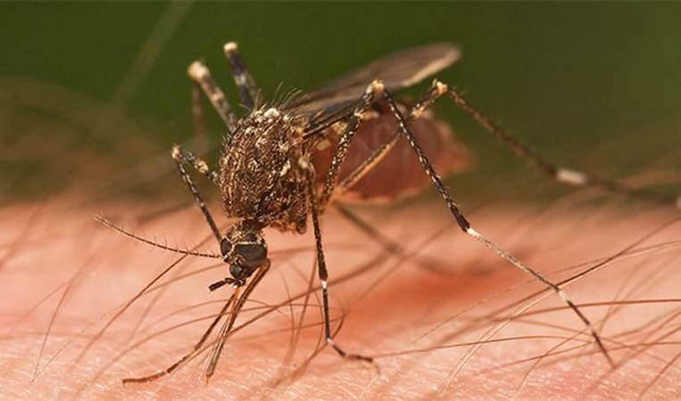 Mosquitos normally drink nectar. They only suck on blood when they are pregnant