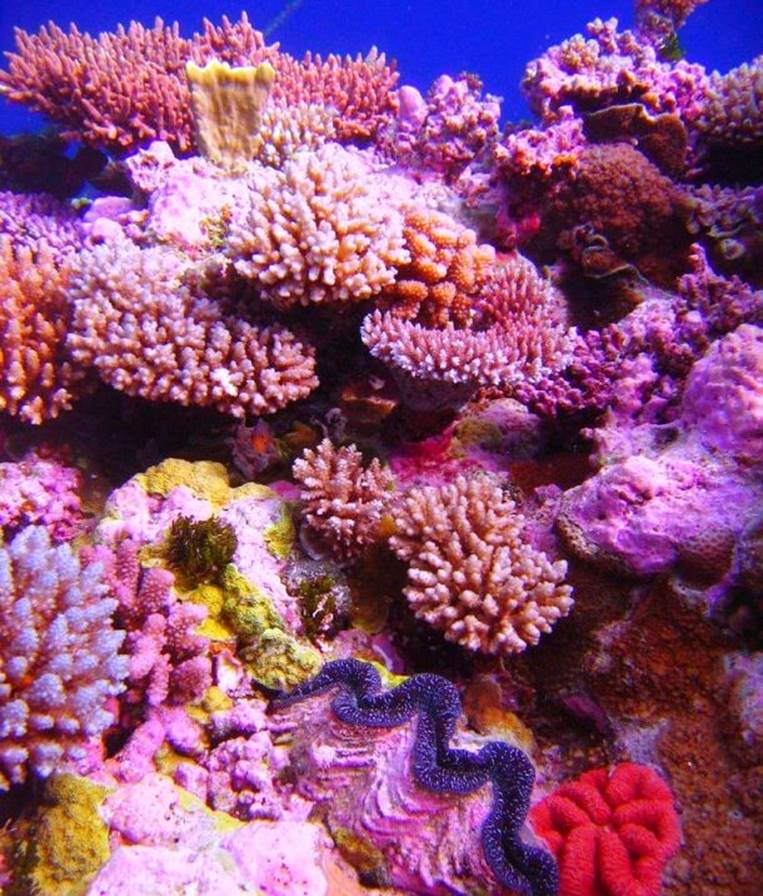 Osprey Reef, Coral Sea Islands Territory
