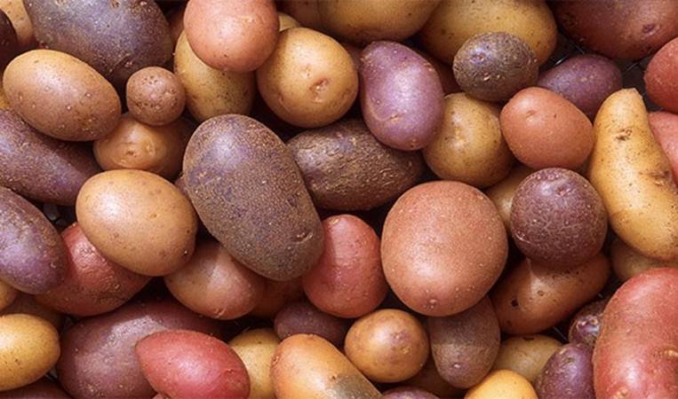 Between 1748 and 1772 potatoes were illegal in France