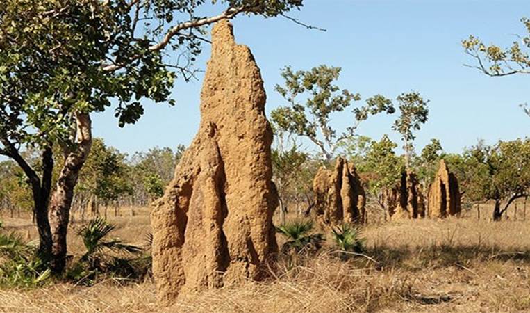 The US Department of Energy is considering using termites as a renewable energy source. They produce nearly 2 liters of hydrogen by simply ingesting a piece of paper which makes them one of the most efficient bioreactors on Earth!