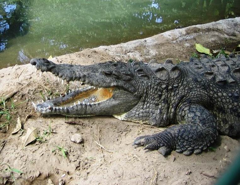 Гребнистый крокодил в Австралии. Узкорылый крокодил. Африканский узкорылый крокодил. Сила укуса гребнистого крокодила. Схватки крокодилов