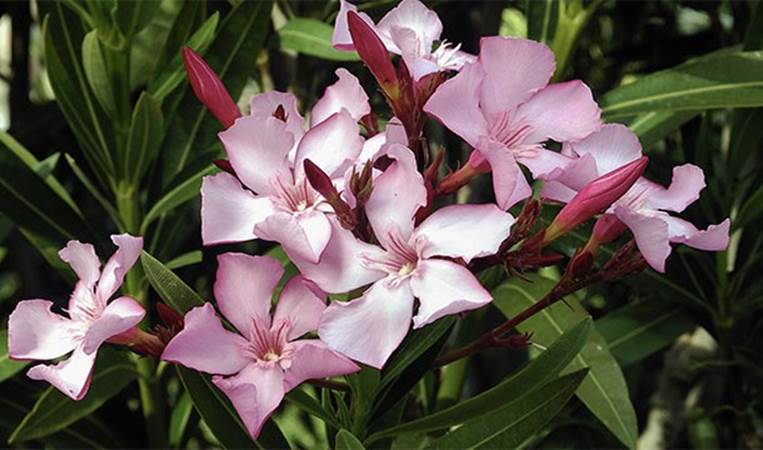 Since oleander flowers were the first thing to bloom following the blast in Hiroshima, they are the city's official flower