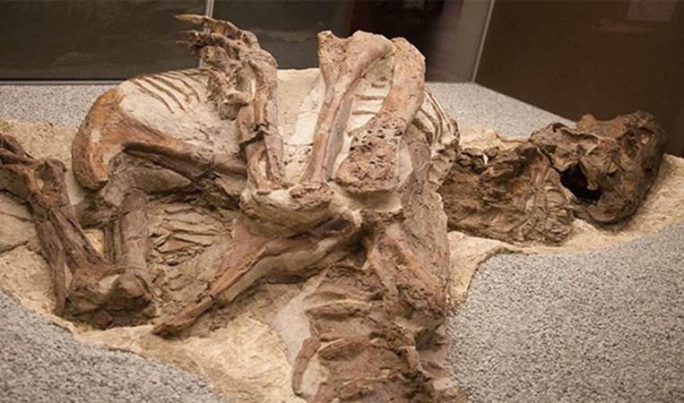 The first potential dinosaur bones were found in China nearly 4,000 years ago. At that time, however, people thought the bones belonged to dragons