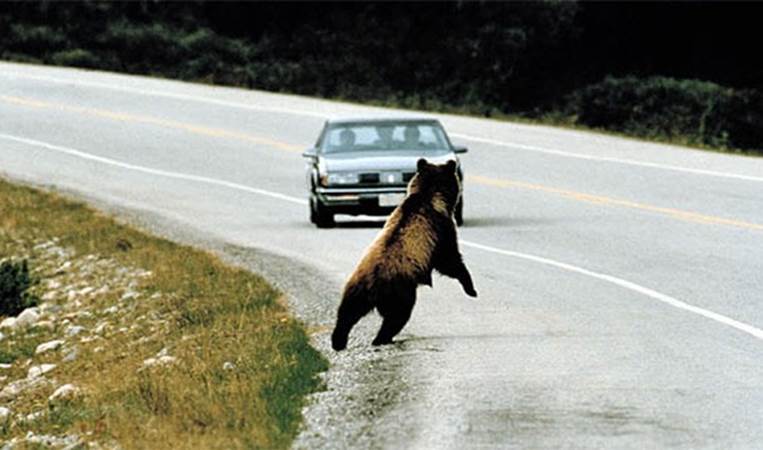 In Alaska people report roadkill to the authorities who sometimes clean it, butcher it, and give it to the needy
