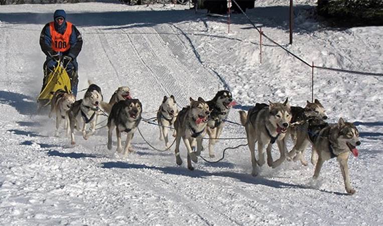 The state sport is dog mushing